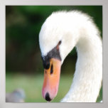 Swan Beak Poster