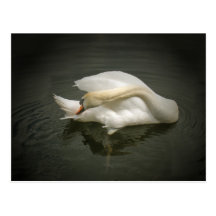 Swan Dance Post Card