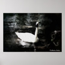 Swan (Drybrush) Canvas Poster