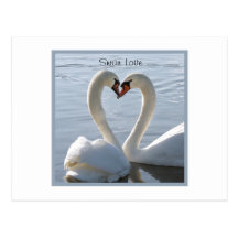 Swan Love Post Card