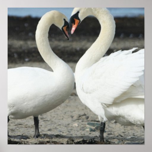 Swan Love Poster