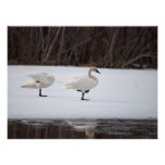 Swan Magicians Art Photo