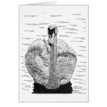 Swan Pen and Ink Greeting Cards