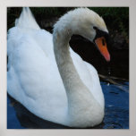 Swan Perfection Poster
