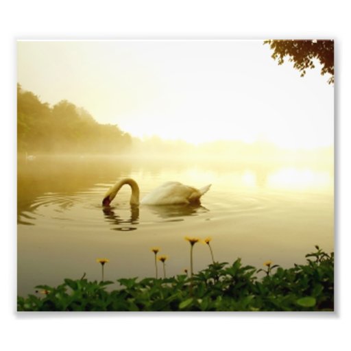 Swan Photo Art