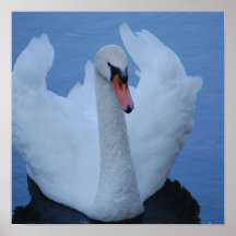 Swan Poster