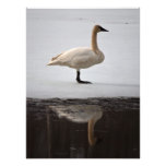Swan Reflected Photo