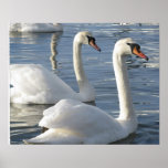 Swan Reflections Poster
