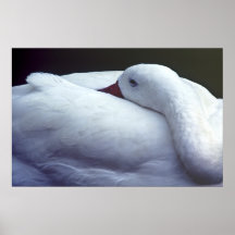 Swan Resting - Poster