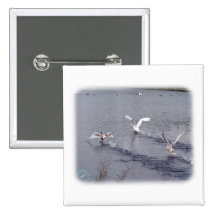 Swans 9Y076D-0007 Pinback Buttons