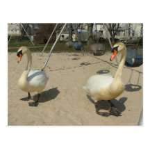 Swans at the Playground Postcards