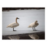 Swans Grooming at Water's Edge Photo Print