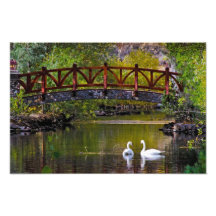Swans on Caughlin Ranch pond Photographic Print