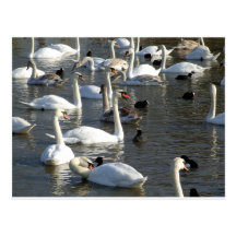 Swans on the Lake Post Card