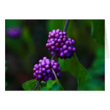 Sweet Blackberries Greeting Card