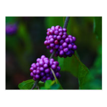 Sweet Blackberries Post Cards