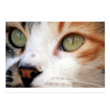 Sweet Cat Face Postcard