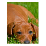 Sweet Daschund Sleeping  Postcard