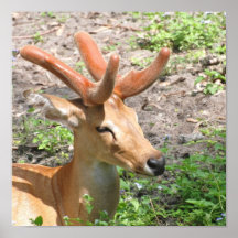 Sweet Deer Poster