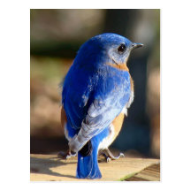Sweet Eastern Bluebird Postcards