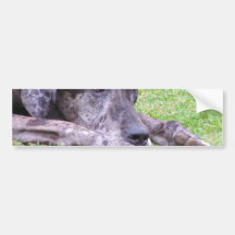Sweet Great Dane  Bumper Sticker