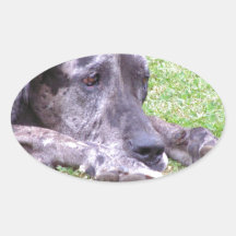 Sweet Great Dane  Stickers