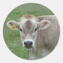 sweet jersey cow round stickers