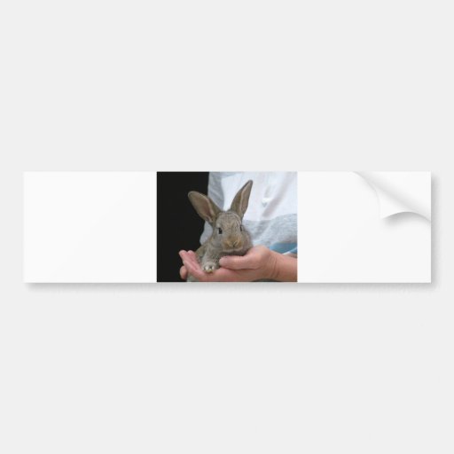 sweet little rabbit bumper sticker