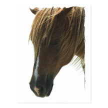 Sweet Mustang Horse Postcard