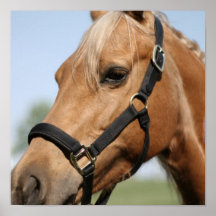 Sweet Palomino Poster