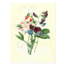 Sweet peas by Pierre-Joseph Redouté Postcards