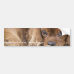 Sweet Ruby Cavalier King Charles Spaniel Bumper Sticker