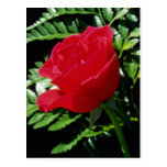 Sweet success flowers post cards