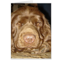 SWEET SUSSEX SPANIEL CARD
