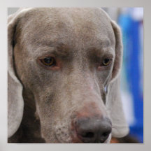 Sweet Weimaraner Dog Poster