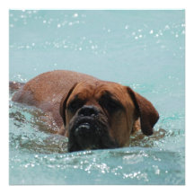 Swimming Bordeaux Announcements