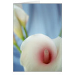 Swirl Lily Flower Greeting Card