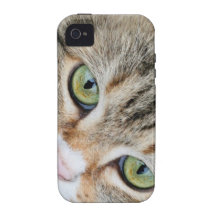 Tabby Cat Eyes Looking At You iPhone 4/4S Covers