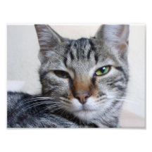 Tabby Cat Photograph