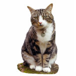 Tabby Cat Sculpture Acrylic Cut Out