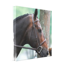 Tacked Dark Bay Horse Canvas Print