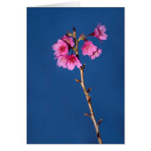 Taiwan Flowering Cherry Cards