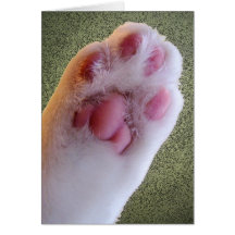 Talk to the Paw card
