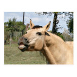 Talking horse post card