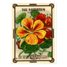 tall nasturtium postcard