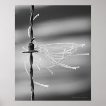 Tangled Threads - Barb Wire Still Life Photograph Poster