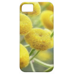 Tansy Flowers