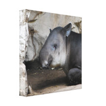 Tapir Canvas Print