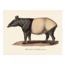 TAPIR POSTCARD