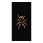 Tarantula Spider Photo Cards